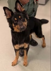 Pet Finder - Lululemon