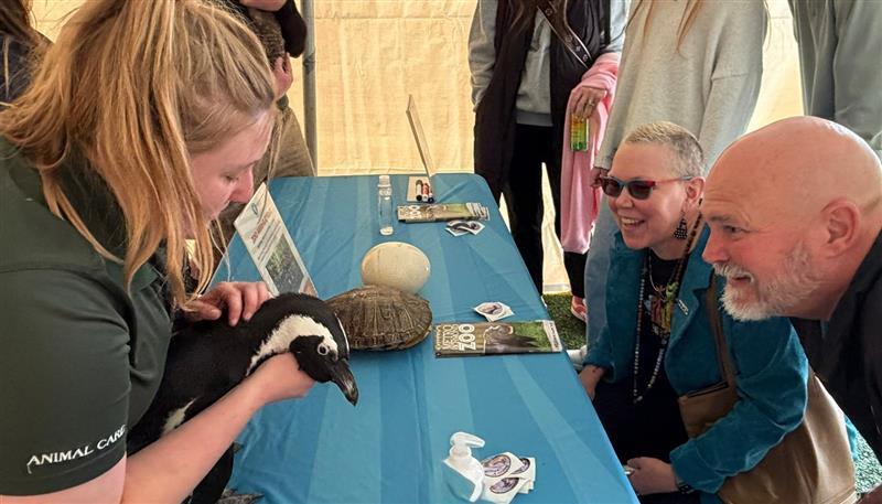 African penguin at Snowball Festival
