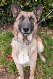 Chesterfield's adoptable pet of the week for March 3, 2026