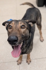 Chesterfield's adoptable pet of the week for March 10, 2026