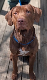 Chesterfield's adoptable pet of the week for March 31, 2026