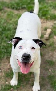 Chesterfield's Adoptable Pet of the Week for April 7, 2026
