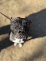 Nike - adoptable pets