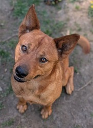 Chesterfield's Adoptable Pet of the Week for April 28, 2026