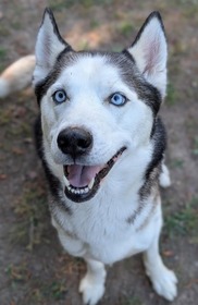 Chesterfield's Adoptable Pet of the Week for May 5, 2026