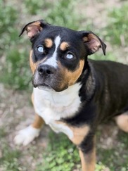 Pet Finder - Squinkies