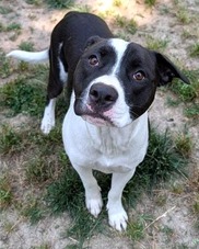 Chesterfield's Adoptable Pet of the Week for May 26, 2026