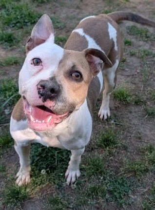 Chesterfield's adoptable pet of the week for June 2, 2026