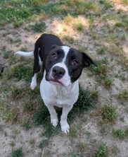 Adopt a Pet - Zeppole