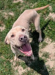 Chesterfield's Adoptable Pet of the Week for June 24, 2026 