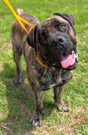 Chesterfield's adoptable pet of the week for June 30, 2026