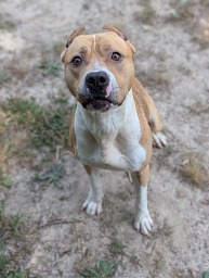 Pit Bull Scotch Egg