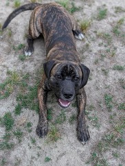 Short Legs Don't Care - Adoptable Pet Spotlight