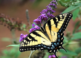 butterfly rests on purple flower
