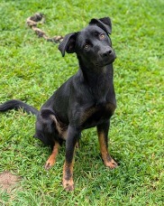 Chesterfield's Adoptable Pet of the Week for Aug. 4, 2026