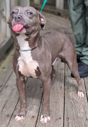 Chesterfield's adoptable pet of the week for August 11, 2026