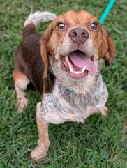 Chesterfield's adoptable pet of the week for Aug. 18, 2026