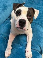 Cruise is Chesterfield's adoptable pet of the week for Aug. 25, 2026
