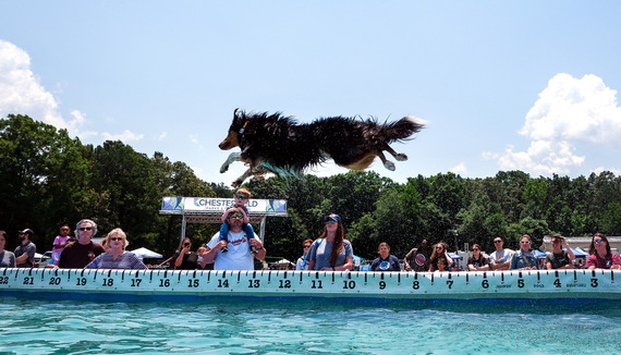 A dog jumps across the pool during a demonstration at Chesterfield Outdoor Fest 