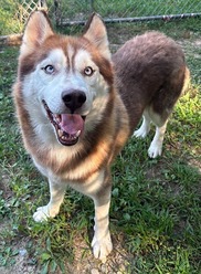 Chesterfield's Adoptable Pet of the Week for Sept. 15, 2026