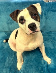 Chesterfield's adoptable pet of the week for Sept. 22, 2026