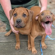 Nutmeg and Allspice, Chesterfield's adoptable pets of the week for Sept. 29, 2026