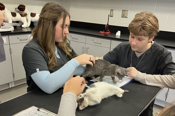 Two students in a veterinary class at the Chesterfield Technical Center examine a kitten