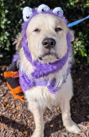 Chesterfield's adoptable pet of the week for Oct. 6, 2026