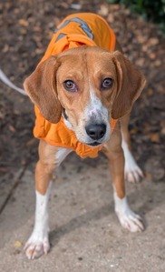 Chesterfield's adoptable pet of the week for Oct. 13, 2026