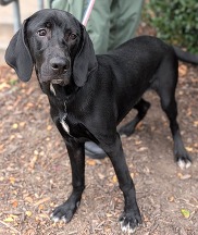Chesterfield's adoptable pet of the week for Oct. 20, 2026