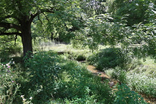 Nonpoint source pollution prevention pasture fencing