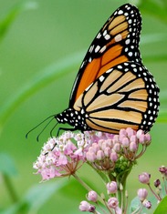 Monarch butterfly on milkweed