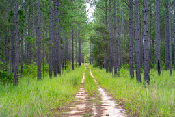 pine plantation