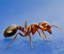 fire ant