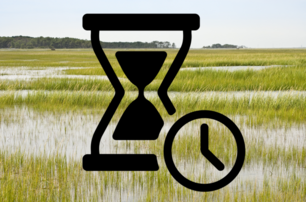 wetland timer