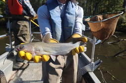fish monitoring