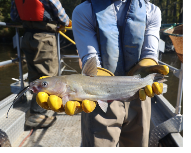 DEQ fish monitoring a DEQ employee wearing gloves holding a fish