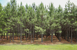 Pine plantation