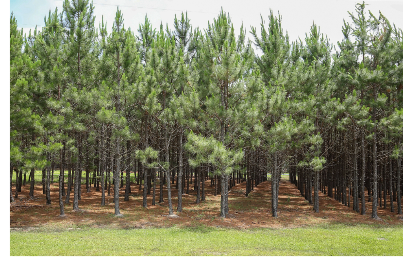Pine trees