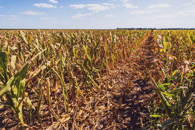 Dry corn field