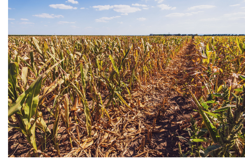 A dry corn field