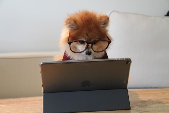Dog reading computer