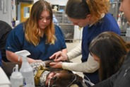 Students helping a dog at Rose Hill Veterinary Practice