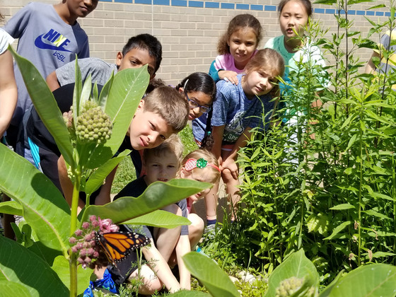 Grade 2 Butterfly release