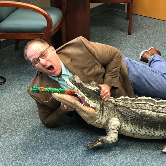 Island Creek ES Principal Mike Macrina wrestling the Spirt Stick from a toy crocodile.