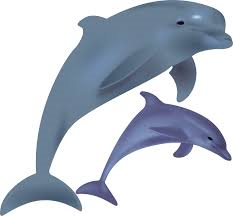 dOLPHIN