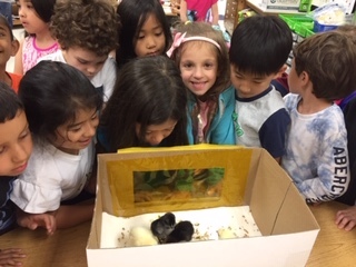 Chicks