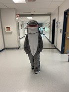 dolphin