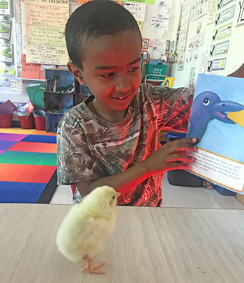 Students reading to baby chicks