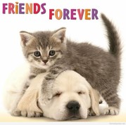 friend forever